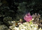 Echinoderms + Cnidarians